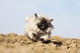 PEKINOIS 033